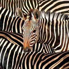 Acrylic prints Zebra Portrait of a zebra amidst of other zebras