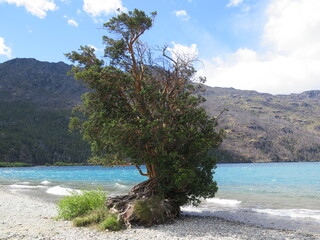 a tree in the Lago Puelo National Park, Patagonia, Argentina, December