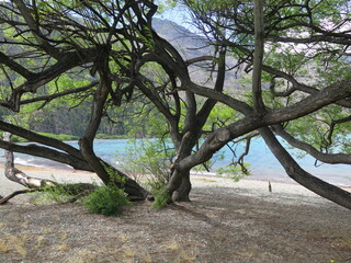 branches in the Lago Puelo National Park, Patagonia, Argentina, December