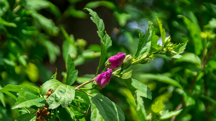 Boccioli dell'Ibiscus in primavera