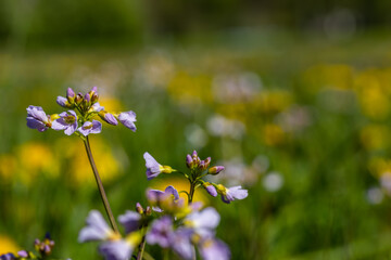 Beautiful blue flowers on a meadow (shallow DoF)