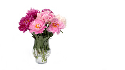 Bouquet of white and pink peonies in the vase isolated on white.