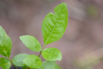 Fototapeta na wymiar green plant in garden 