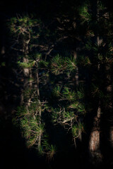 The first rays of the sun in the dark pine forest at dawn