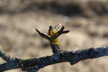 The foliose lichens - Xanthoria parietina and Parmelia sulcata and shoots with terminal buds on a branch of old wild pear (Pyrus communis) in spring, close-up