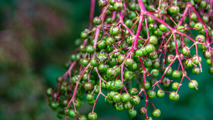 Cimice asiatica sul sambuco