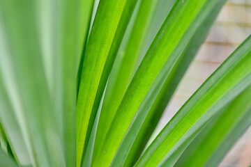 close up and macro green leave grass