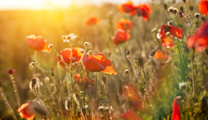 The blooming poppy flowers in the field