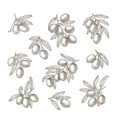 Hand drawn olives set. Vector hand drawn illustration with olives. Sketch style. 