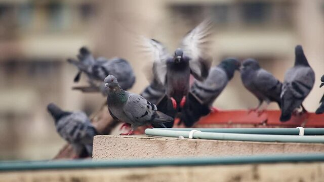 a feral pigeon flies in and sits on edge of terrace wall. Cote of pigeon as blurred background.