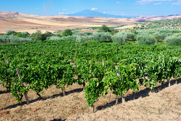 Fototapeta na wymiar Landscape Vineyard In Sicily Summer Countryside, On Background Etna Mount