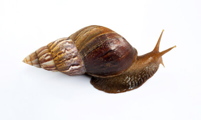 Snail isolated on white background.