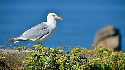 Panoramic photo of Herring gull (Larus argentatus) on grass on cliffs of the côte sauvage at Quiberon in Brittany in France