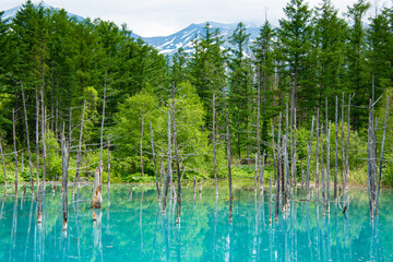 6月の青の池のリフレ