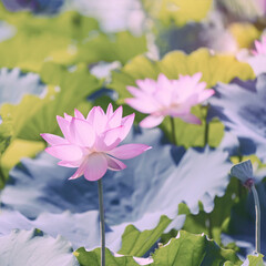 lotus flower blooming in summer pond with green leaves as background