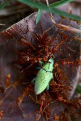 Grasshoppers eaten by ants
