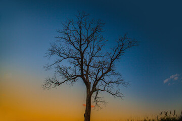 Fototapeta na wymiar Beautiful big tree at sunset. 