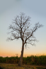 Beautiful big tree at sunset. 