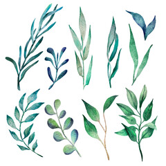 set of watercolor herbs