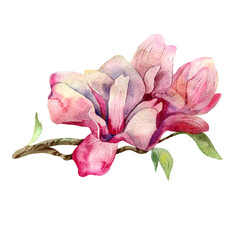 watercolor magnolia branch