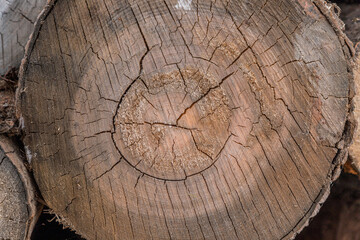 Texture of wood logs cut. Wood storage for industry. Felled tree trunks. Wood cut tree trunk logs stacked prepared. Deforestation for Industrial production.