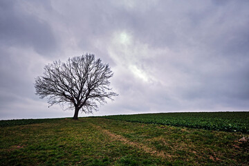 Fototapeta na wymiar Eine einzeln stehende Eiche ( Quercus ) auf einem Feld.
