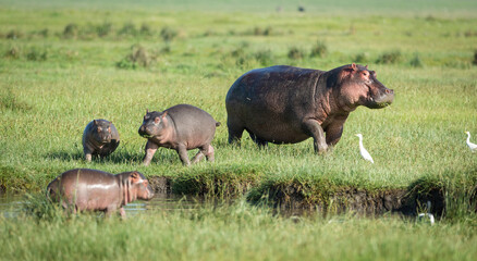 One adult female hippo with her three baby hippos eating grass out of water in Amboseli Kenya