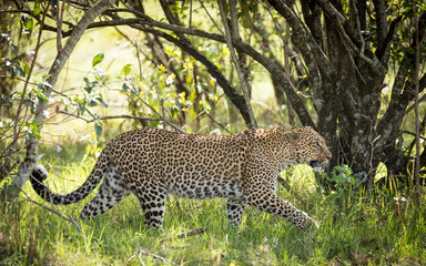 One adult leopard walking side view in Masai Mara Kenya