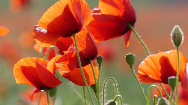 Poppy, poppy field.