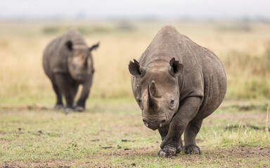 Two black rhino in Masai Mara Kenya