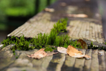 苔蘚，森林，綠色，苔蘚植物，植物，自然，背景，宏，葉，細節，特寫，戶外，植物群，新鮮，環境，沒有人，無人，自然，小，草，孢子，膠囊，春天，濕，成長，植被，綠色，非維管植物，青苔，微距，異世界，微景觀，陰暗，濕冷，潮濕，生命力，花藝，綠世界，