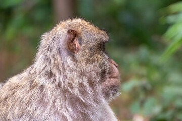 Close up of a monkey in an animal park in Germany