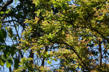 green leaves of a tree