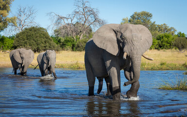 One adult male elephant leading two females through water in Khwai Botswana