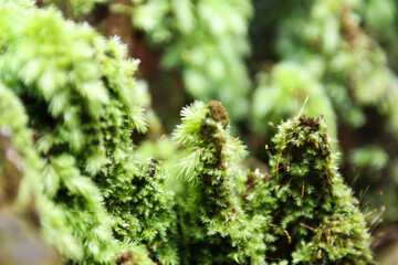 苔蘚，森林，綠色，苔蘚植物，植物，自然，背景，宏，葉，細節，特寫，戶外，植物群，新鮮，環境，沒有人，無人，自然，小，草，孢子，膠囊，春天，濕，成長，植被，綠色，非維管植物，青苔，微距，異世界，微景觀，陰暗，濕冷，潮濕，生命力，花藝，綠世界，