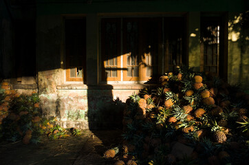 Shining pineapples from low evening sun with deep dark shades at Zay Cho Market in Mandalay, Myanmar