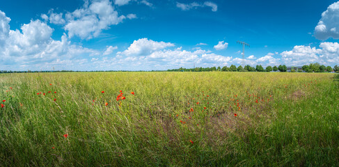 Fototapeta na wymiar Panoramic view over beautiful green farm landscape with red poppies flowers in Germany with clouds in sky, and high voltage power lines