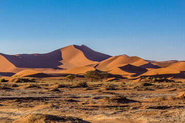 Fototapeta na wymiar Luces y sombras en las dunas del desierto Namib, en el Parque Nacional Namib-Naukluft con árboles y arbustos secos en Namibia. Foto tomada en un día frío de invierno austral sin nubes.