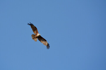 hawk on the sky 
