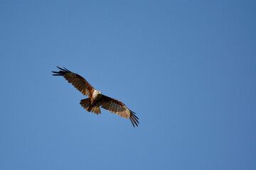 hawk on the sky 
