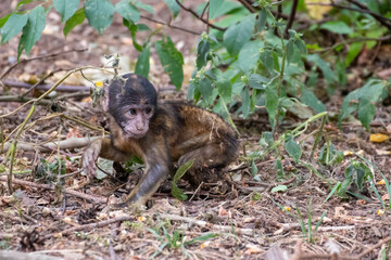 Close up of a young monkey in an animal park in Germany