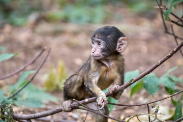 Close up of a young monkey in an animal park in Germany