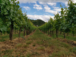 Fototapeta na wymiar Bonn Germany Hammerstein in June 2020 vine, grapevines, vine growing in two rows of the picture left and right in beautiful weather with blue sky 