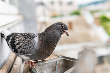 Beautiful little and cute street black pigeon with black eyes is sitting on a porch and looking