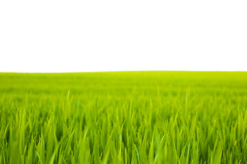Obraz na płótnie Canvas Digital painting illustration art. Green wheat field with blue sky in background. Can be used for wallpaper, canvas print, decoration, banner, t-shirt graphic, advertising.