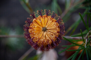 Banksia spinulosa birds eye view