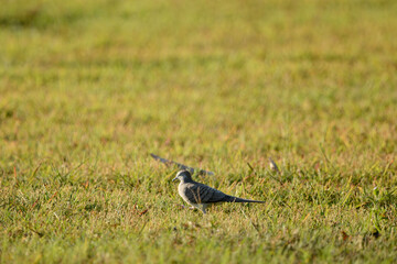 bird on the grass