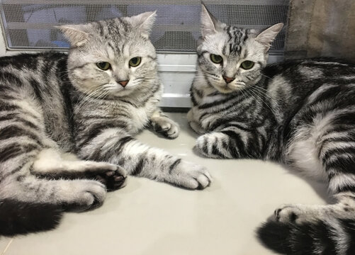 male Scottish fold tabby cat is on the left side and female American shorthair cat is on the right side, its lay on the floor