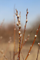A close up of silvery male catkins of goat willow (Salix caprea) against the light blue sky © prambuwesas