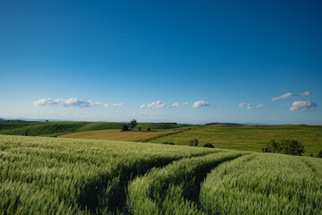 6月の麦薫るパッチワークの丘